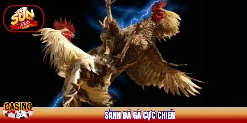 Sảnh đá gà cực chiến